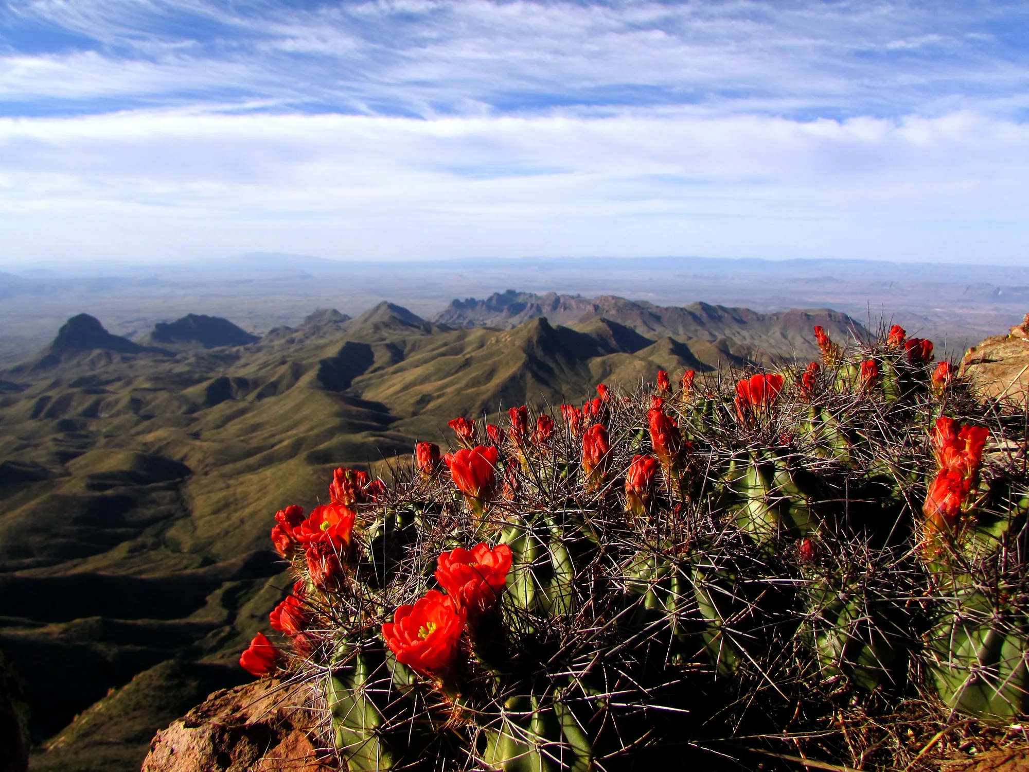 Chisos Mountains sky-island forest habitat at Big Bend National Park, Texas