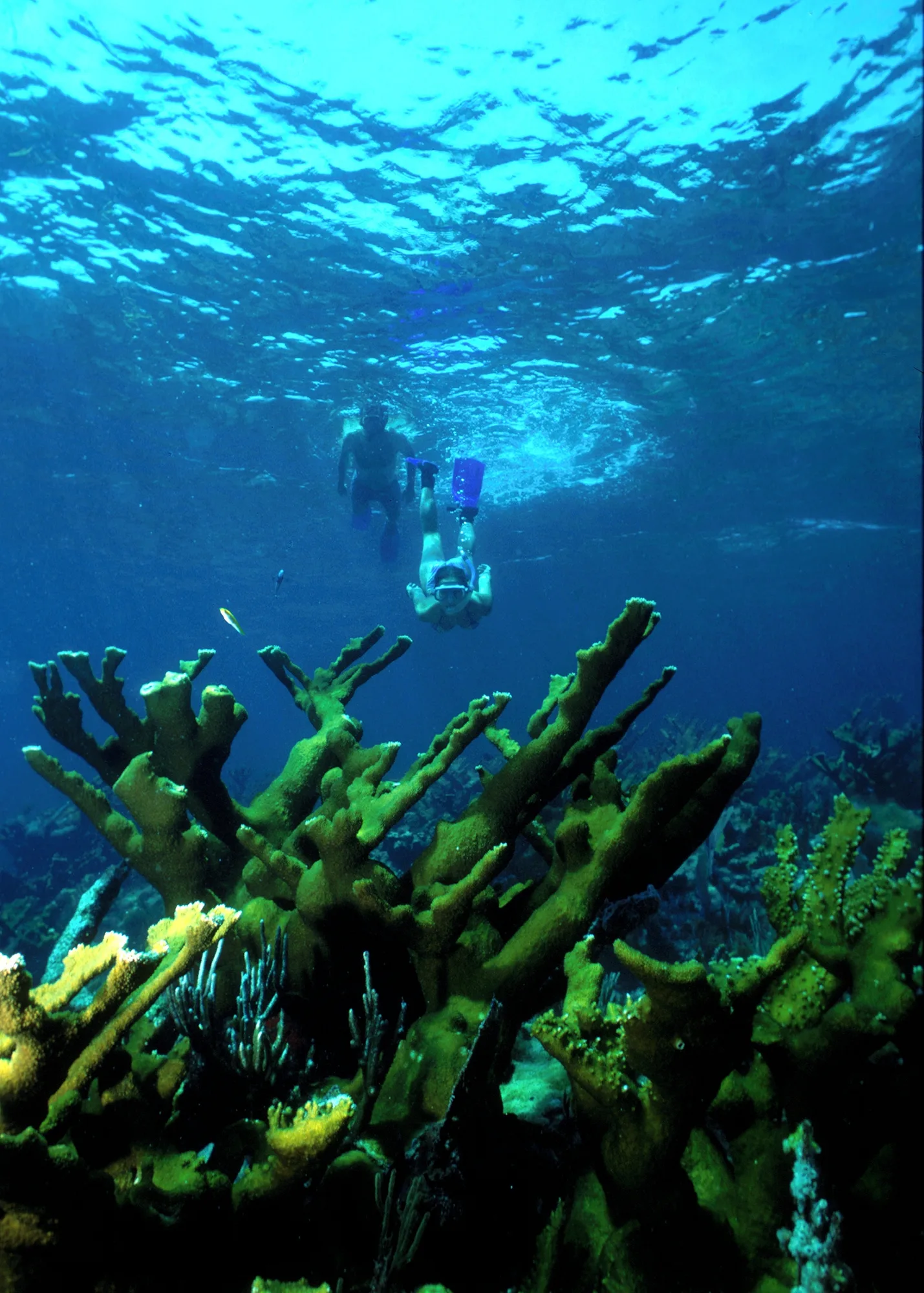 Biscayne Bay waters where manatees and crocodiles live, Biscayne National Park