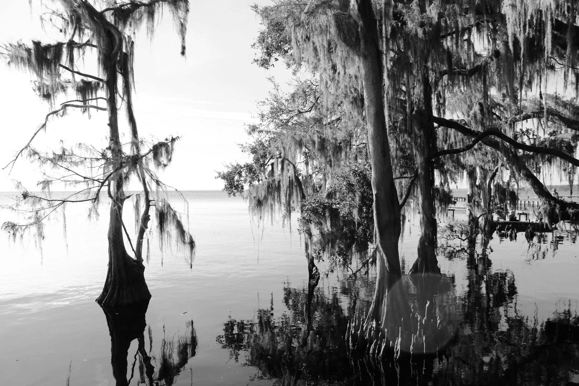A black-and-white cypress swamp landscape, the same stripped-down, structural approach Clyde Butcher uses to photograph the Everglades