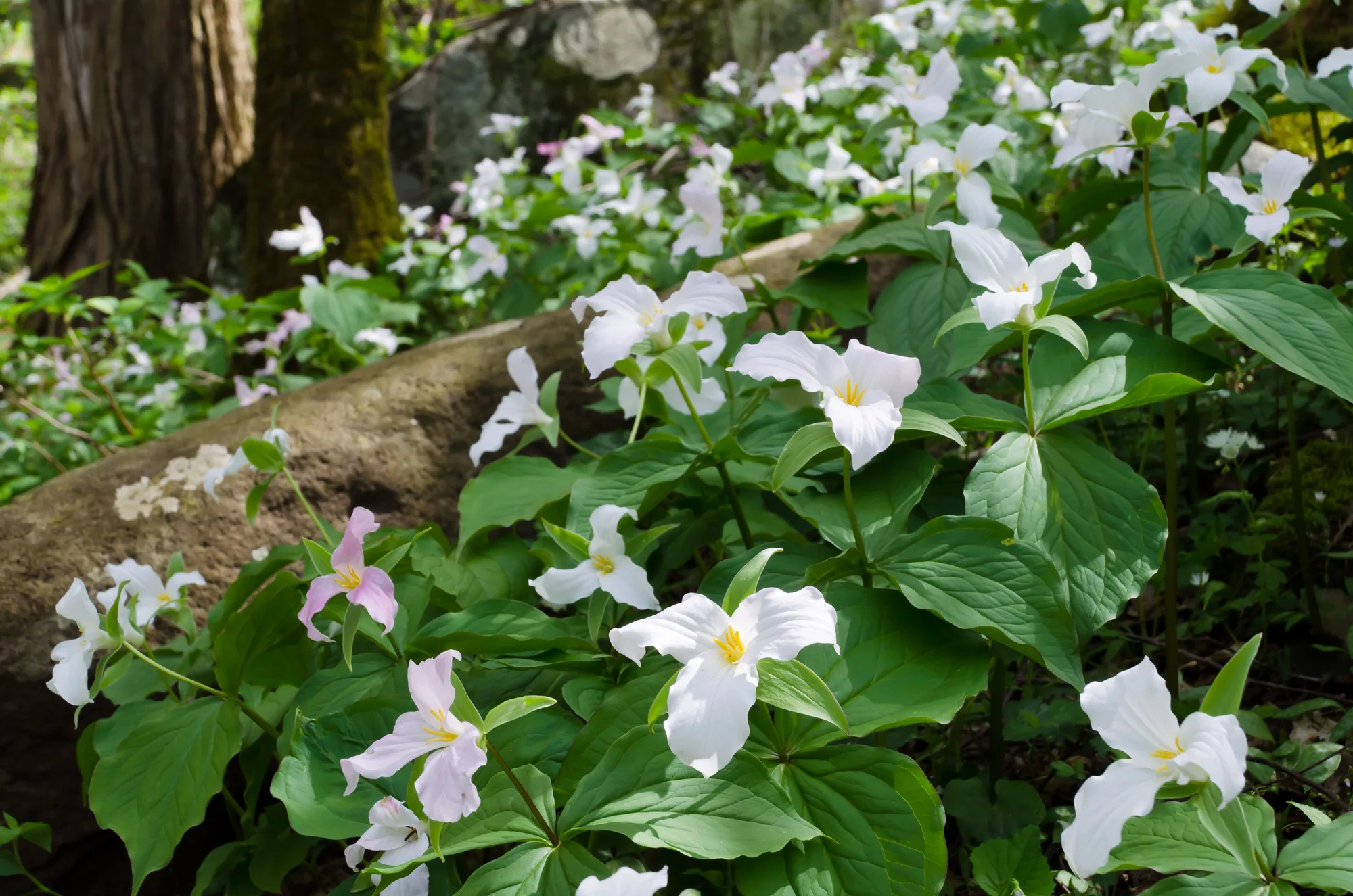 A forest hillside covered with white trillium flowers in Great Smoky Mountains National Park