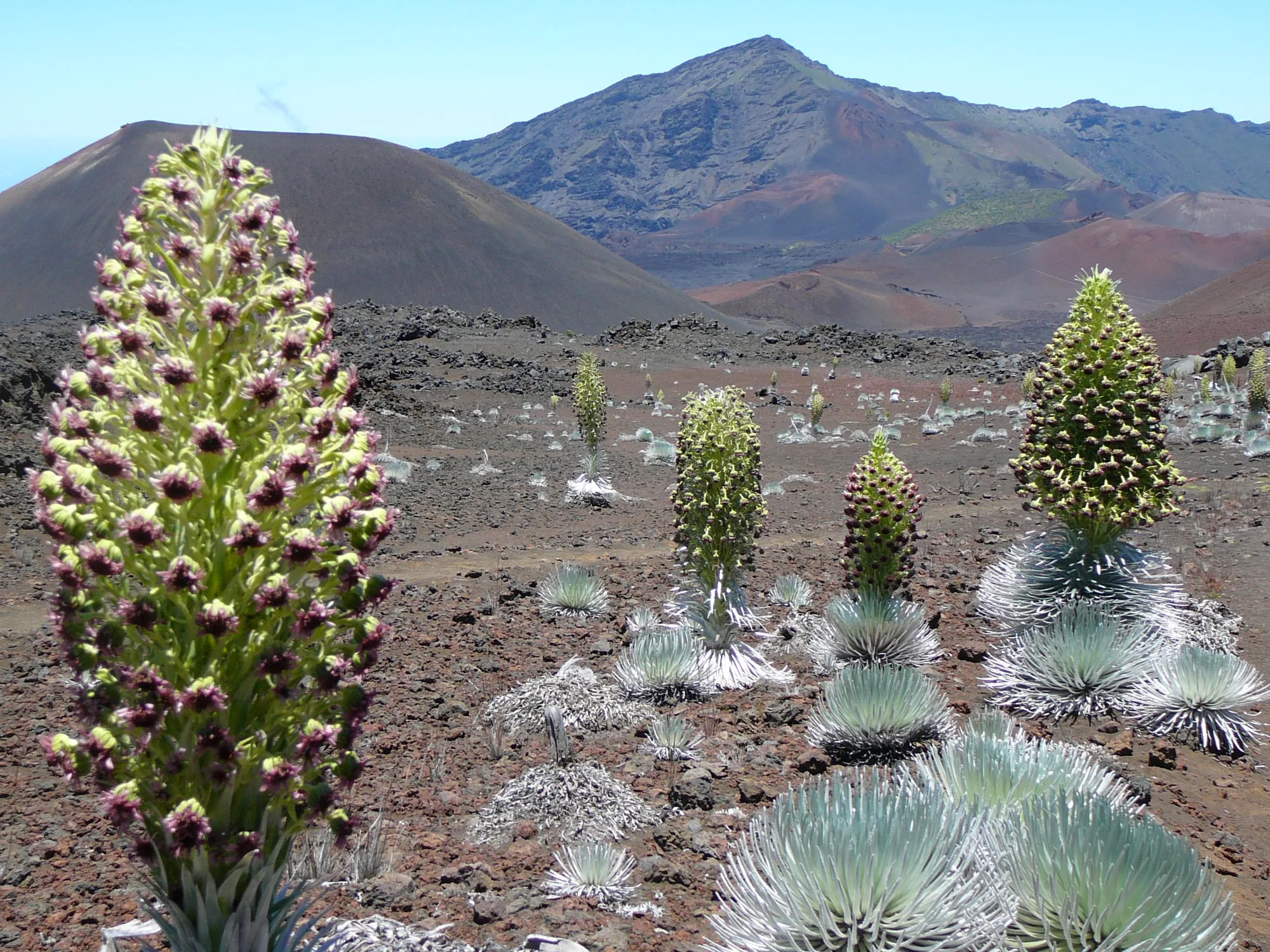 Coastal terrain, Haleakalā National Park