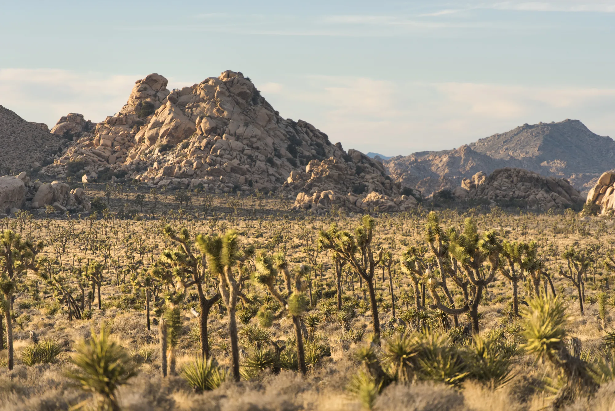 Skull Rock, weathered White Tank monzogranite boulder, Joshua Tree National Park