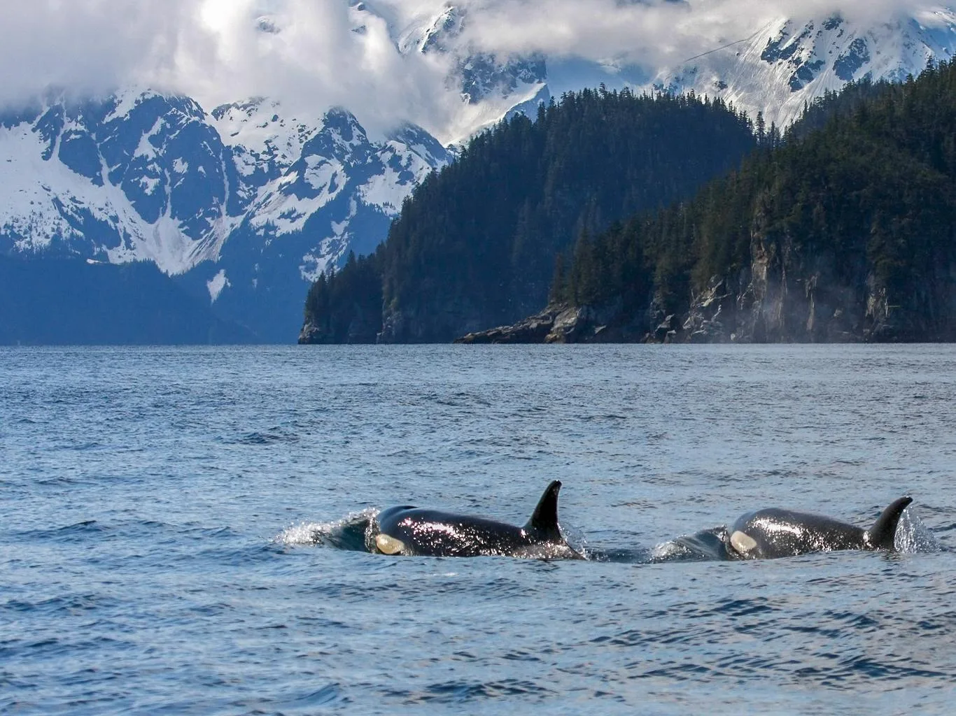 Harding Icefield feeding tidewater glaciers at Kenai Fjords National Park, Alaska