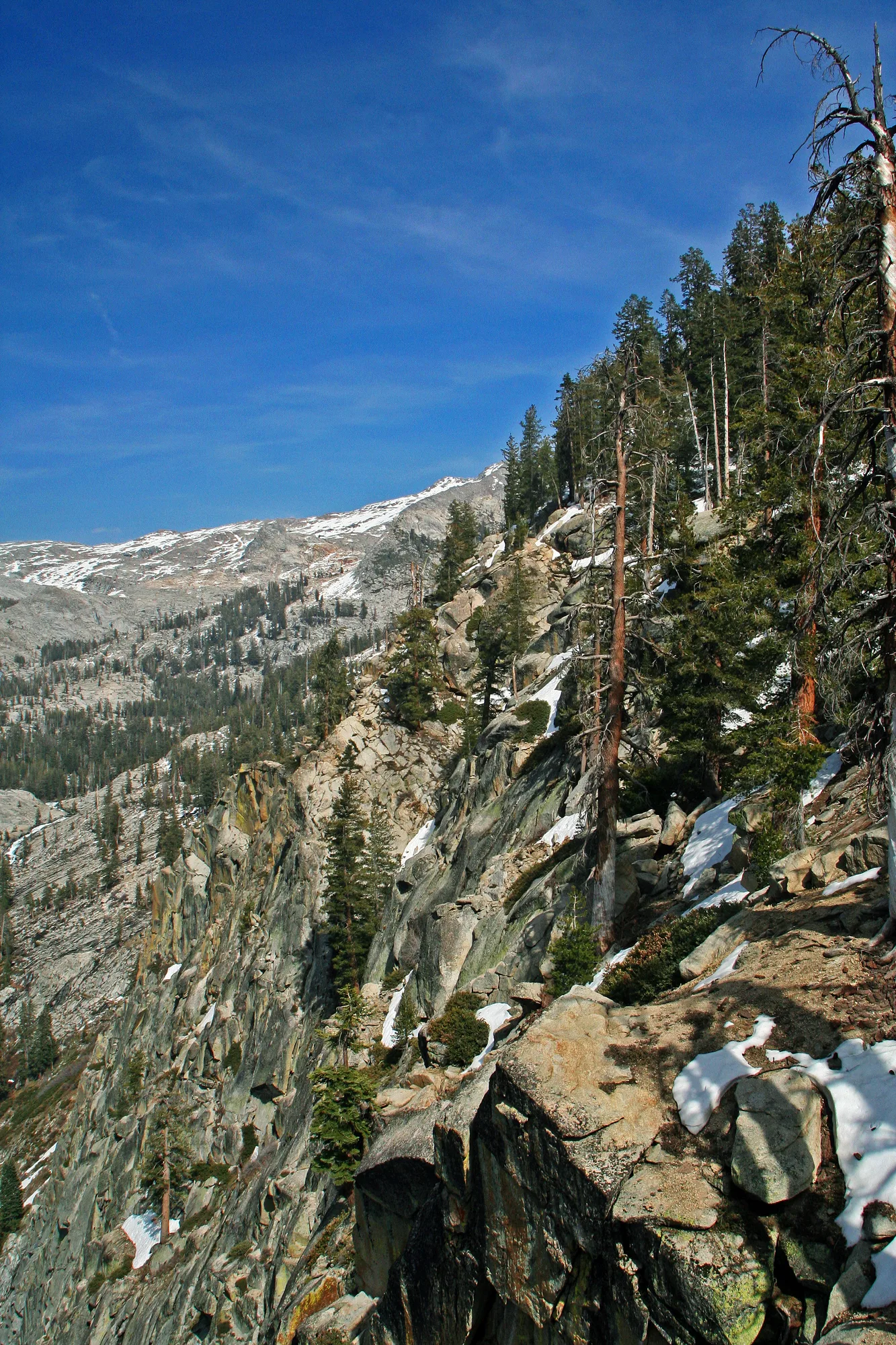 Grant Grove forest floor thick with undergrowth beneath giant sequoias, Kings Canyon National Park
