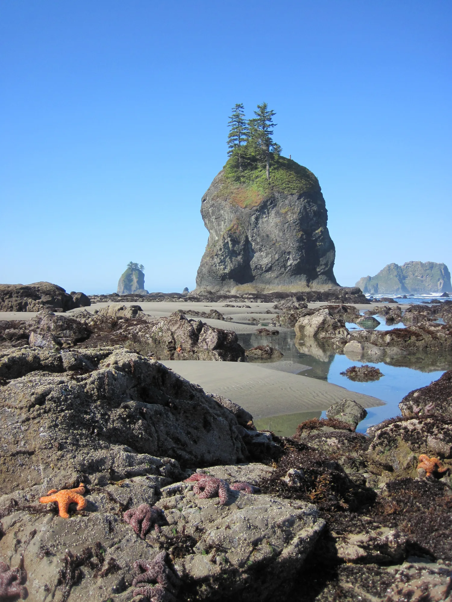 Orange sea stars on the rocky Pacific coast of Olympic National Park