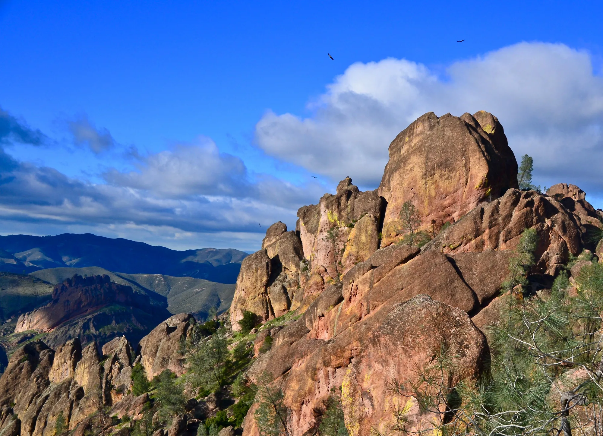 Wildflower habitat along the Moses Spring and Rim Trail Loop at Pinnacles National Park, California