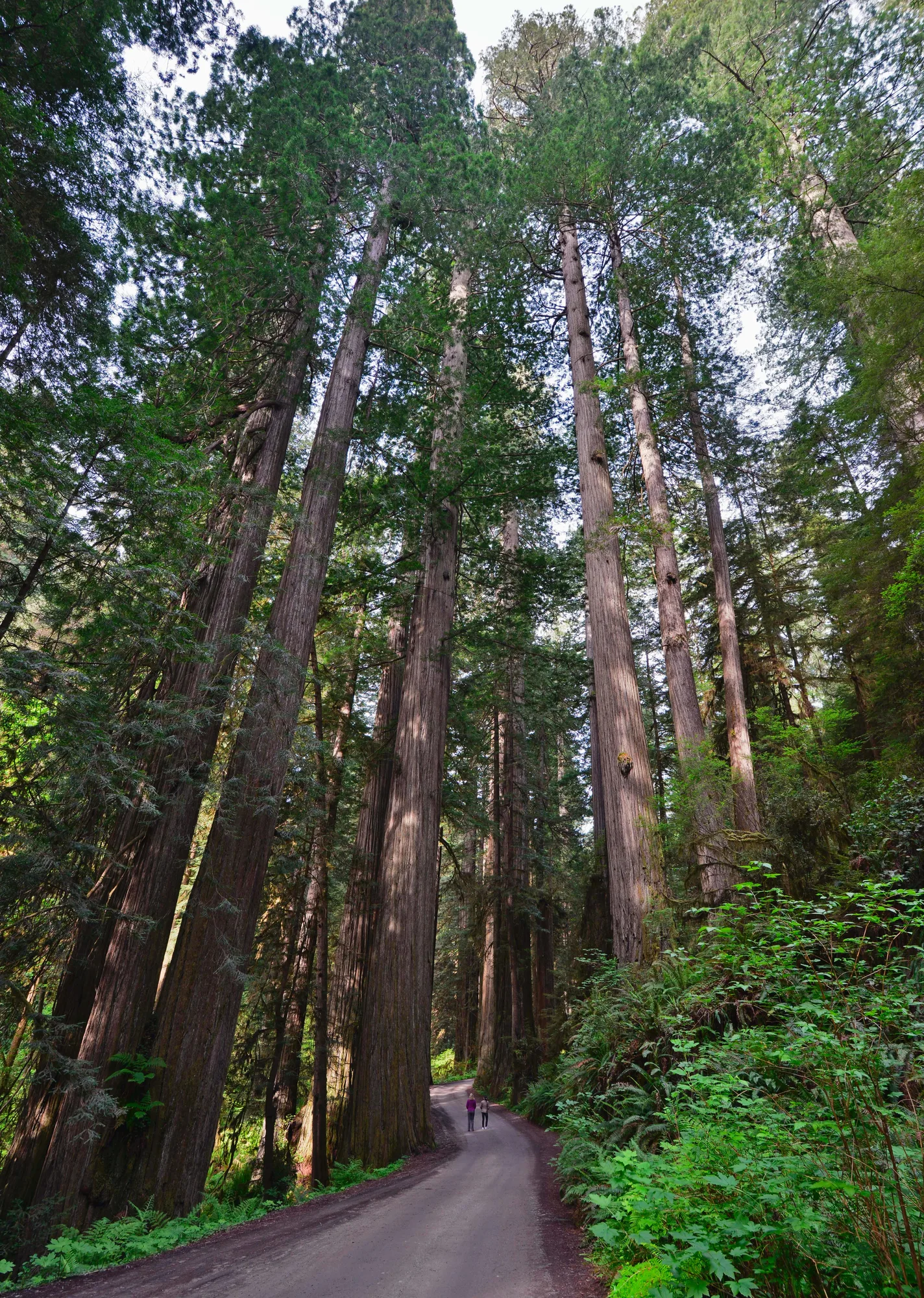 Towering old-growth redwoods along Newton B. Drury Scenic Parkway, Redwood National and State Parks