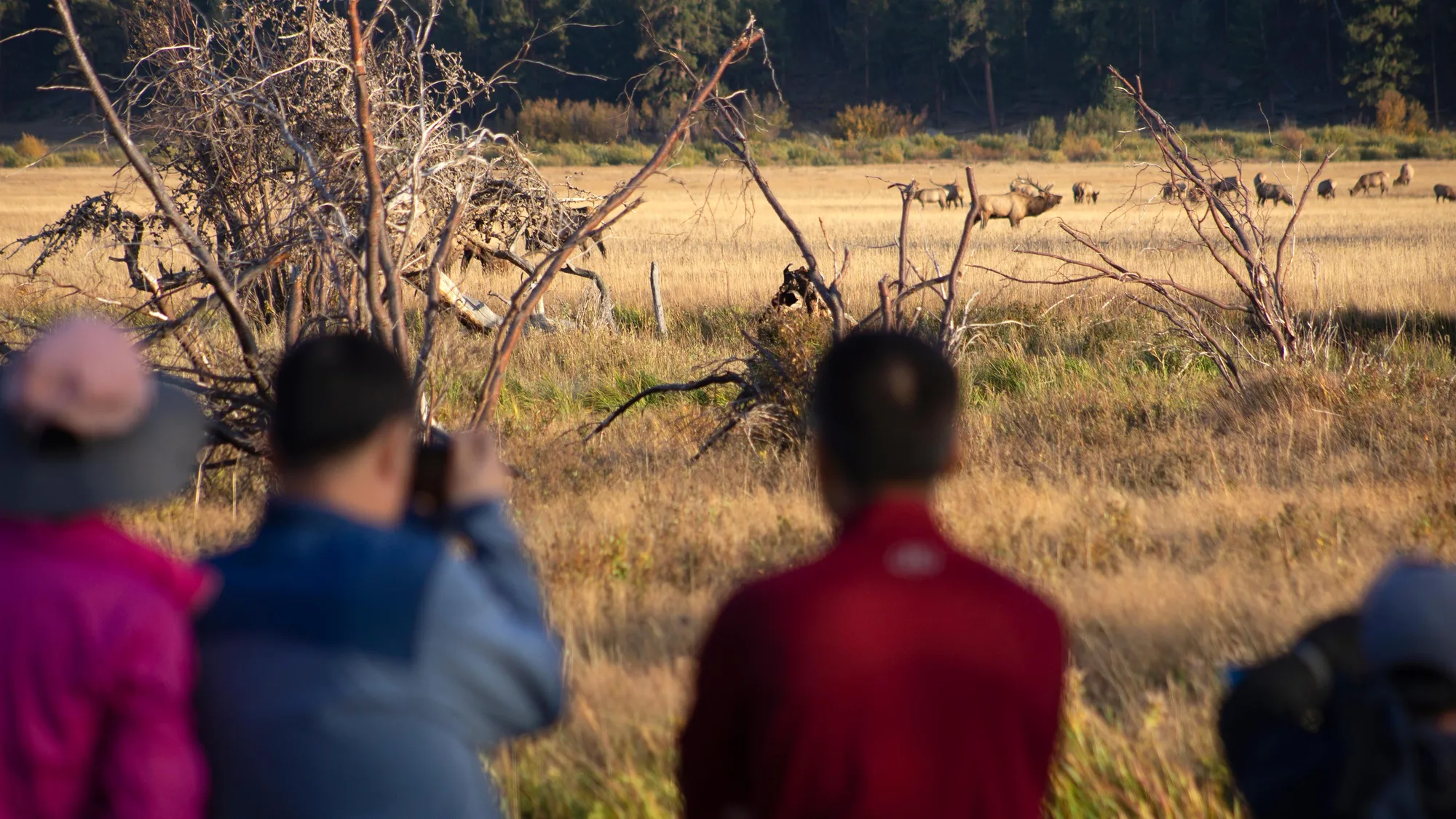 Visitors watching elk from a safe distance in Rocky Mountain National Park