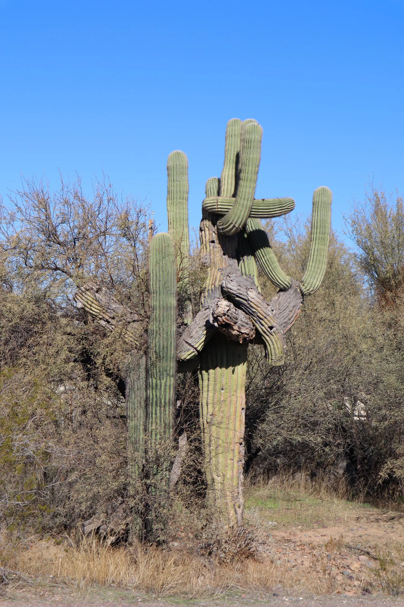 Saguaro cacti at sunset, Saguaro National Park