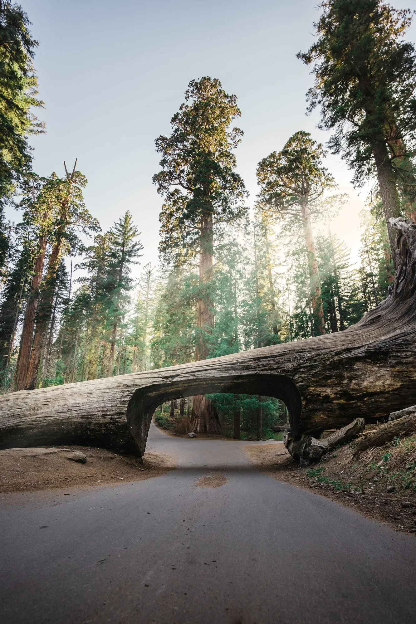Giant sequoia grove, Sequoia National Park