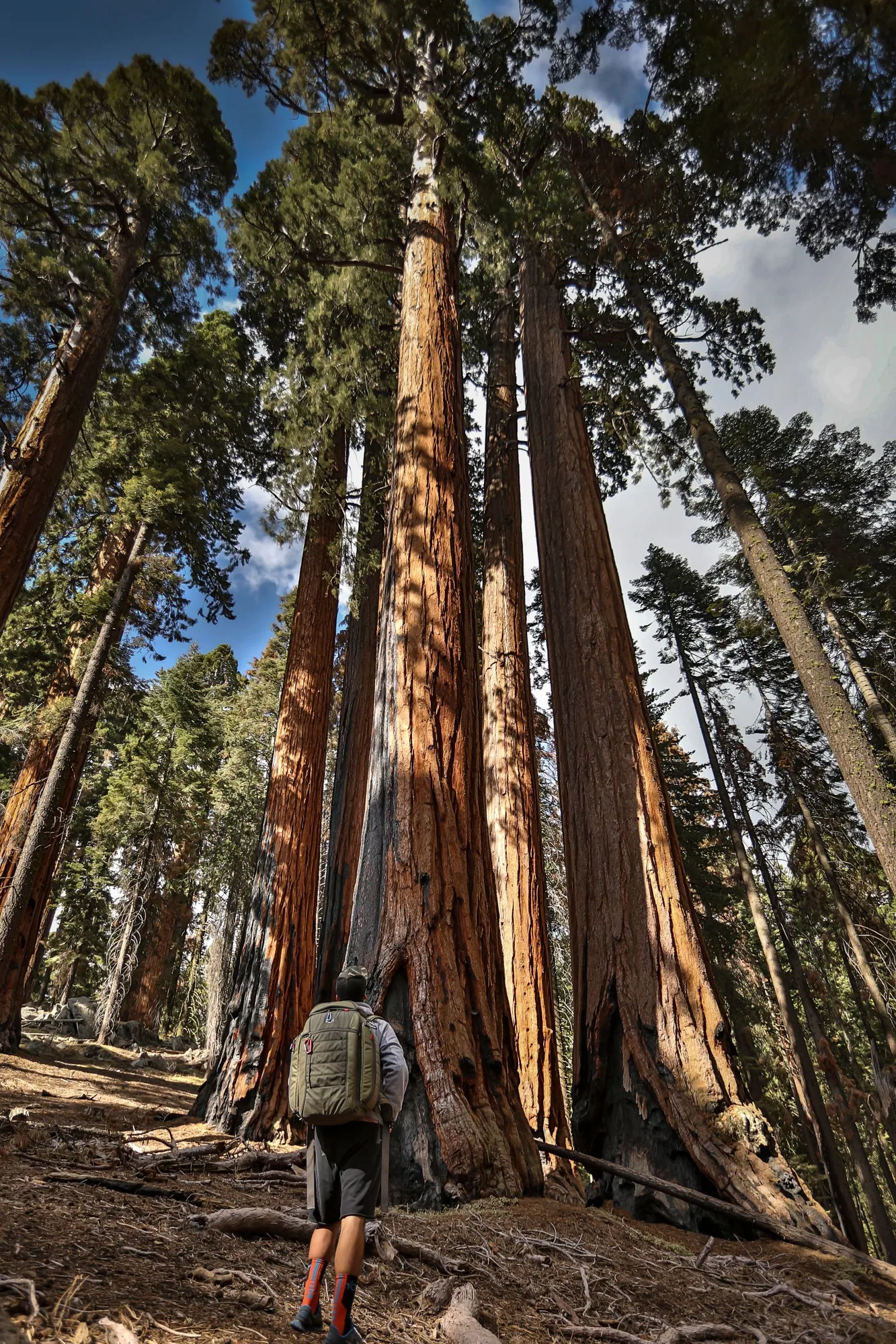 Sequoia National Park, one of the parks John Muir's writing helped establish